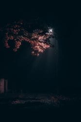 Whisper Tree – SIE SIND ALLE TOT