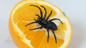 Die Spinne und die Orange