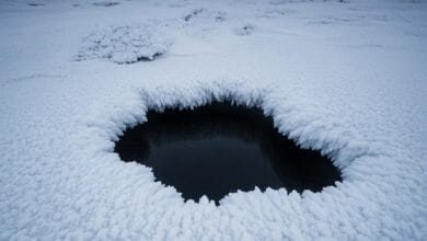 SCP-7324 'Schattenfutter'